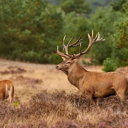 Peaceful With Free Parking And Bikes *