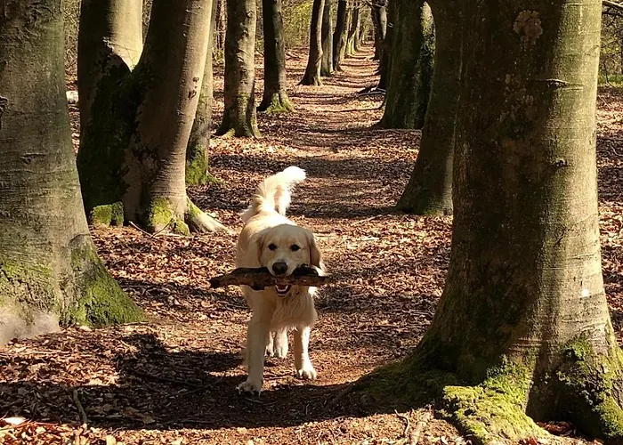 Peaceful With Free Parking And Bikes Putten