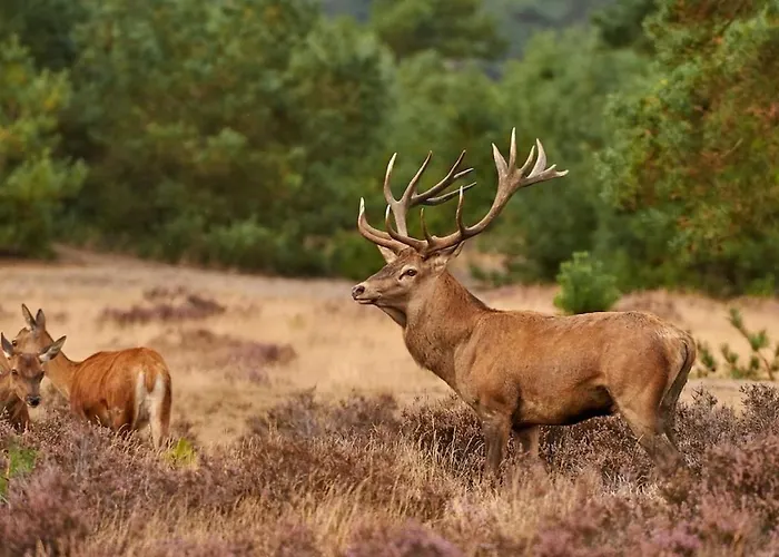 Peaceful With Free Parking And Bikes *